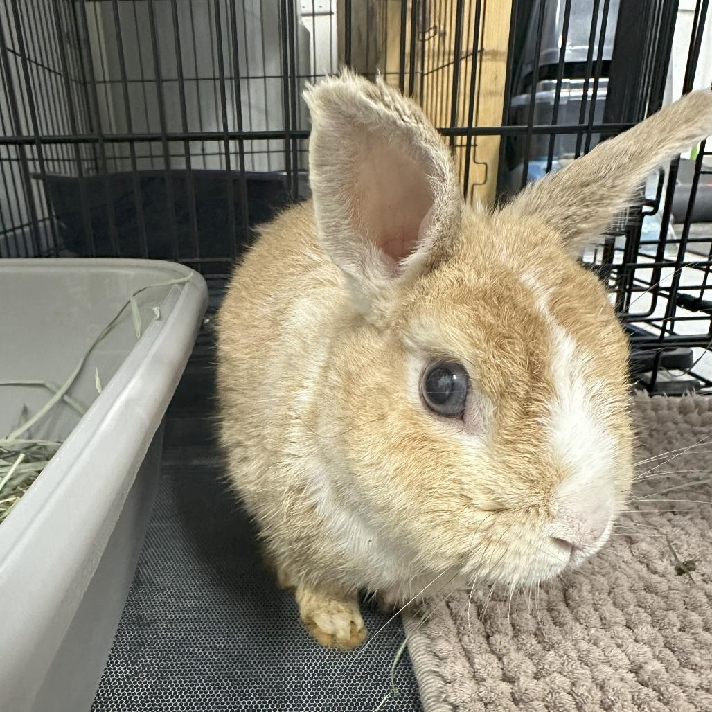 Sir Bun, Adoptable, Adult Male Dutch.