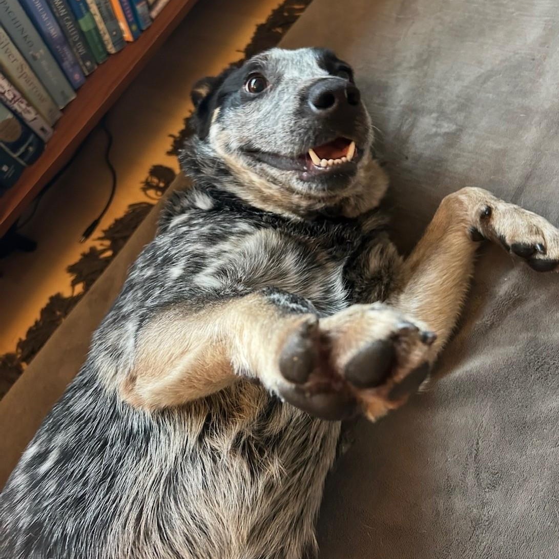Enlarge Blue, an adopted Australian Cattle Dog / Blue Heeler in Portland, OR image 2/3