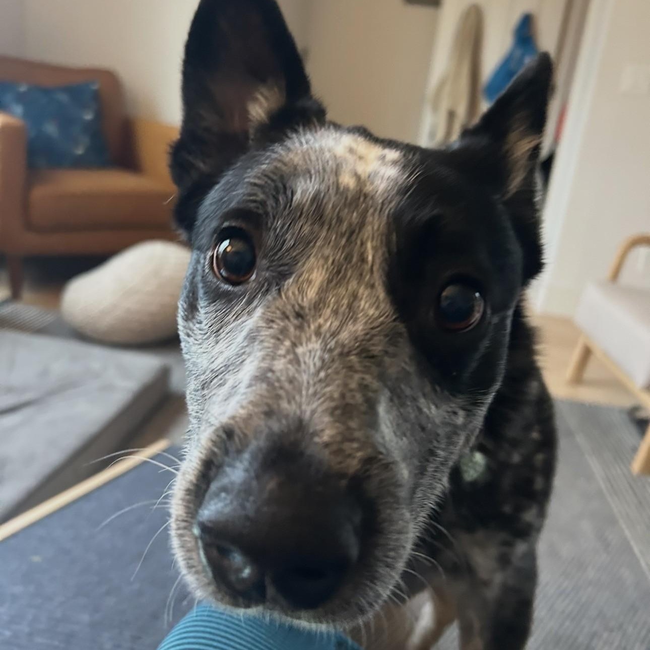 Enlarge Blue, an adopted Australian Cattle Dog / Blue Heeler in Portland, OR image 3/3