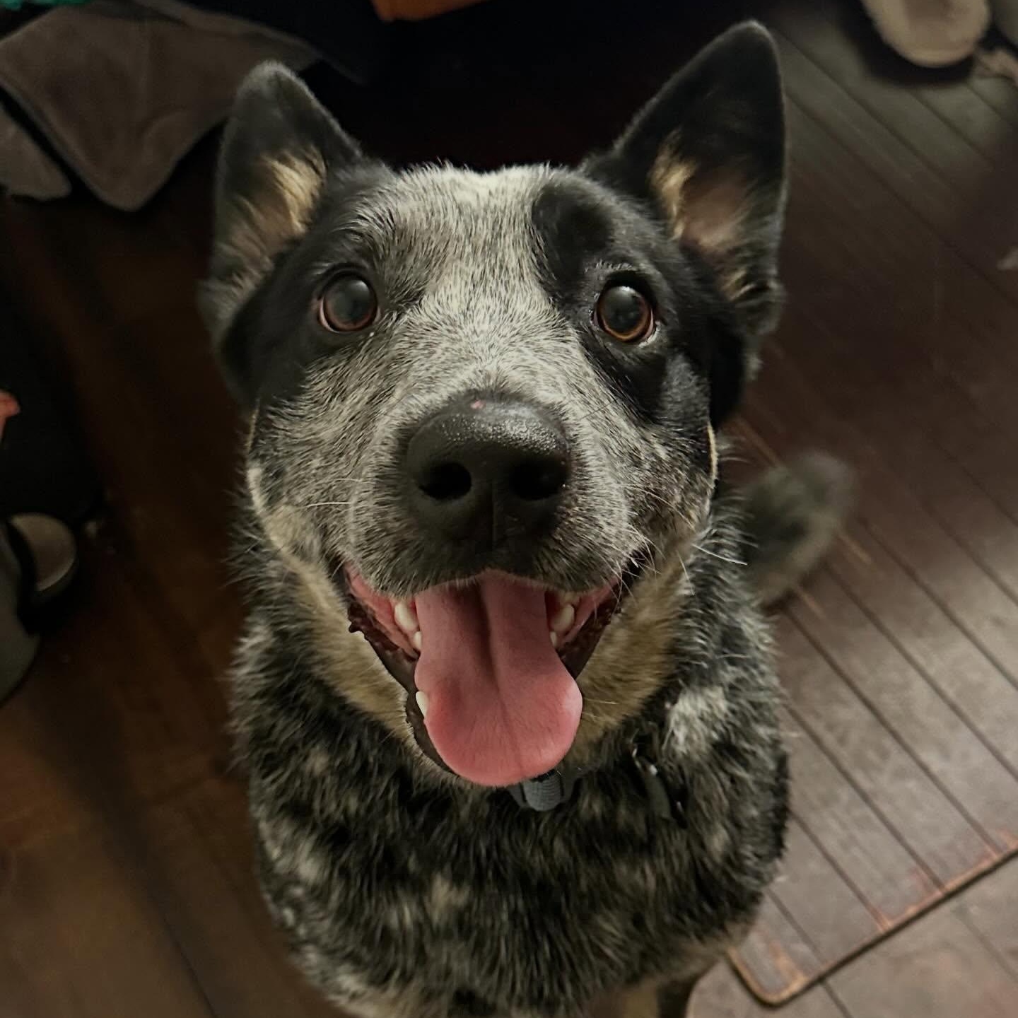 Enlarge Blue, an adopted Australian Cattle Dog / Blue Heeler in Portland, OR image 1/3