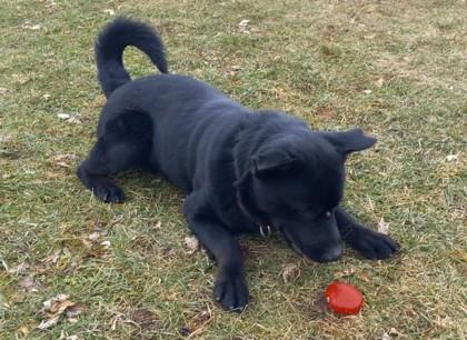 Enlarge Jax, a Adoptable mixed breed in Baraboo, WI image 1/2