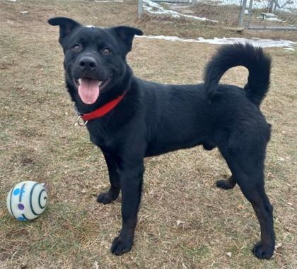 Enlarge Jax, a Adoptable mixed breed in Baraboo, WI image 2/2