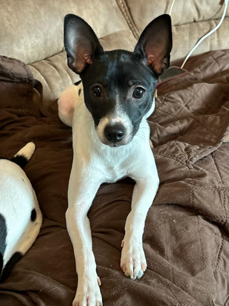 Bonnie