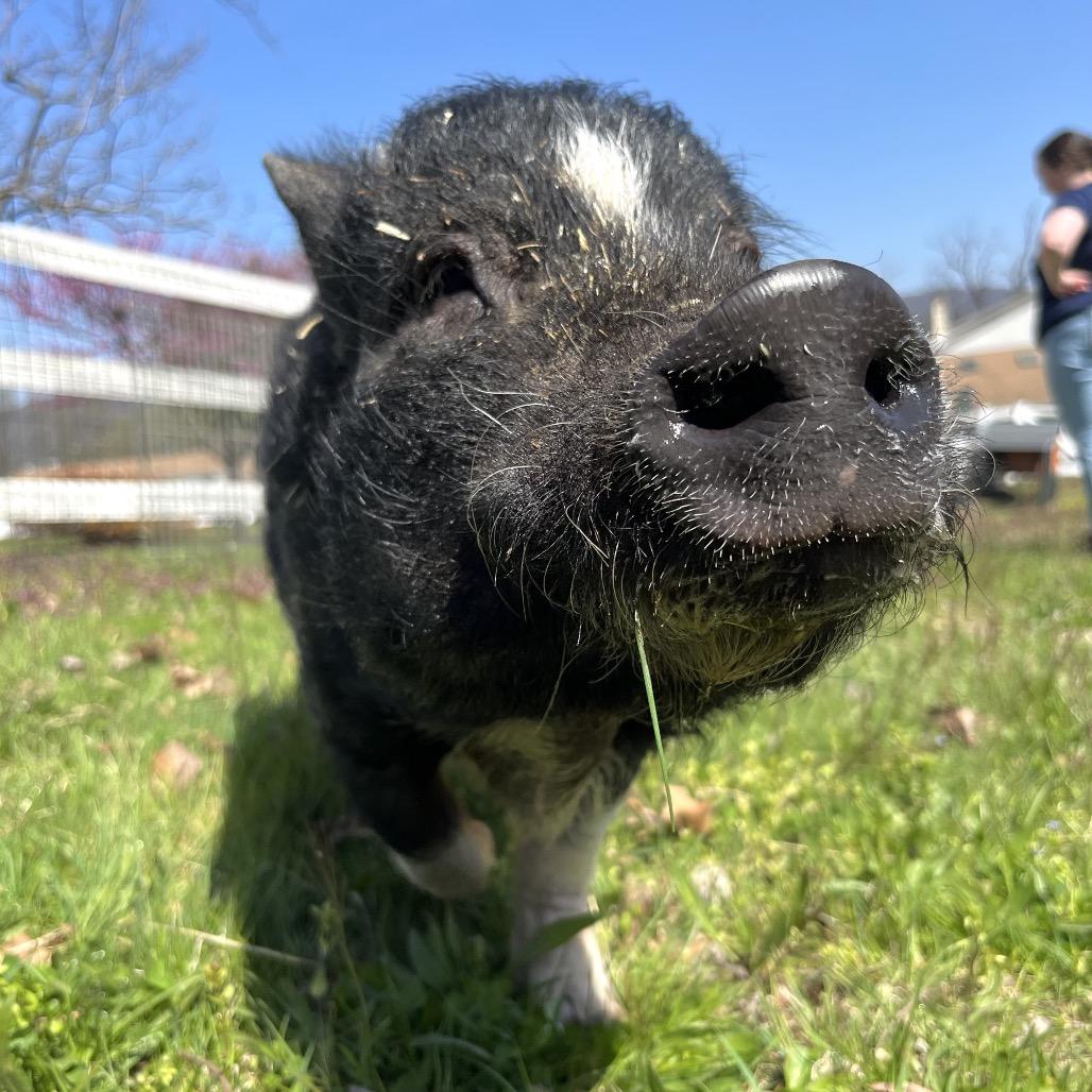 Enlarge Bikini, a Adoptable Vietnamese Pot Bellied in Birdsboro, PA image 2/6