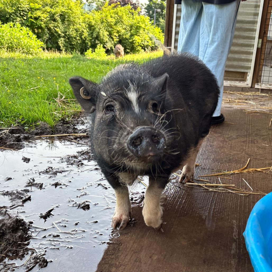 Bikini, a Adoptable Vietnamese Pot Bellied in Birdsboro, PA image 3/6