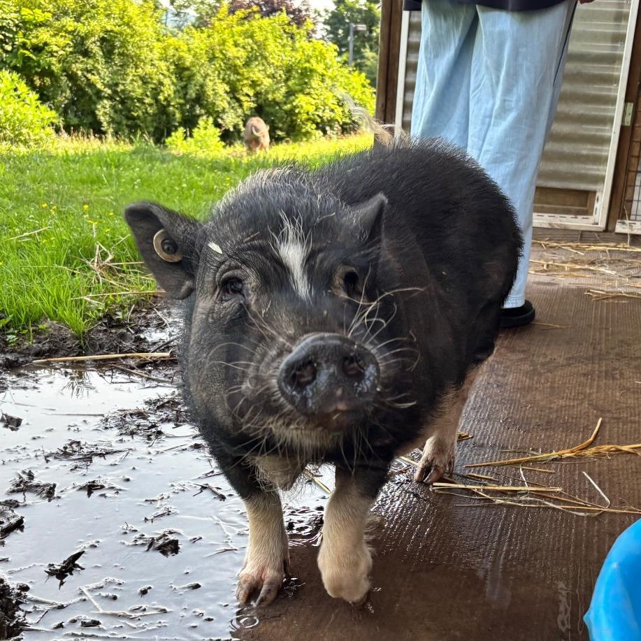 Petunia, a Adoptable Vietnamese Pot Bellied in Birdsboro, PA image 3/6