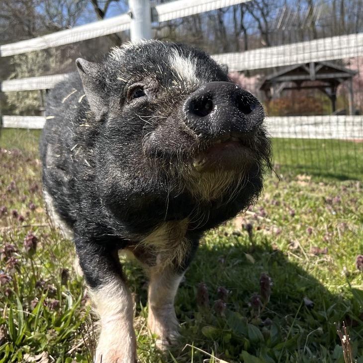 Enlarge Bikini, a Adoptable Vietnamese Pot Bellied in Birdsboro, PA image 5/6