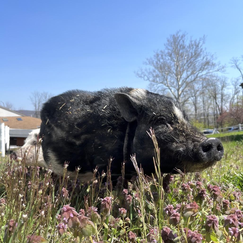 Enlarge Bikini, a Adoptable Vietnamese Pot Bellied in Birdsboro, PA image 6/6