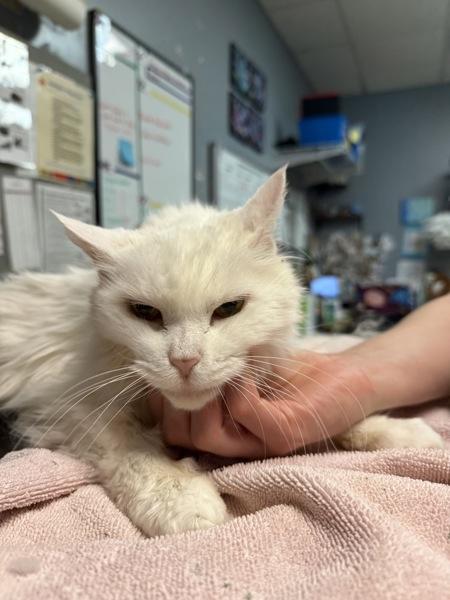 Snap, Adoptable, Senior Female Domestic Medium Hair.
