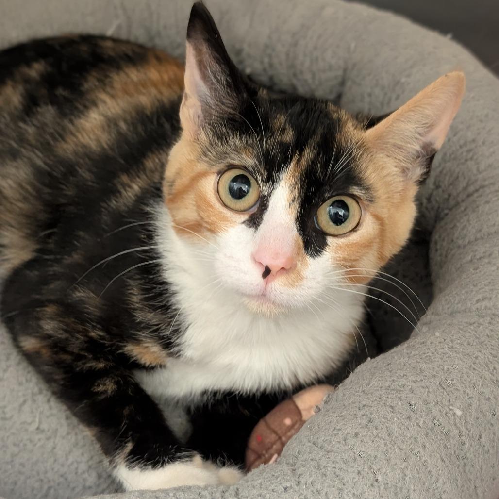 Summer, Adoptable, Kitten Female Domestic Short Hair.