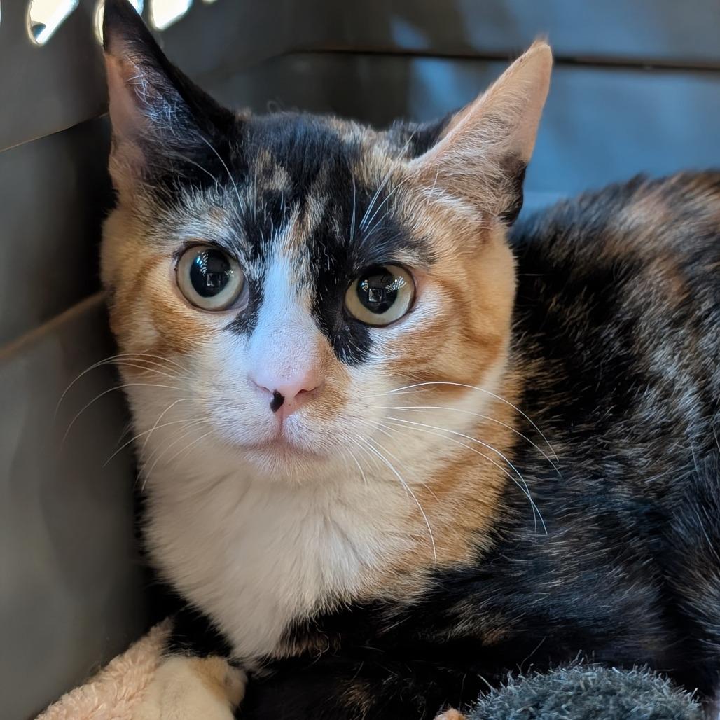 Enlarge Summer, a Adoptable Domestic Short Hair in Sonoma, CA image 2/5