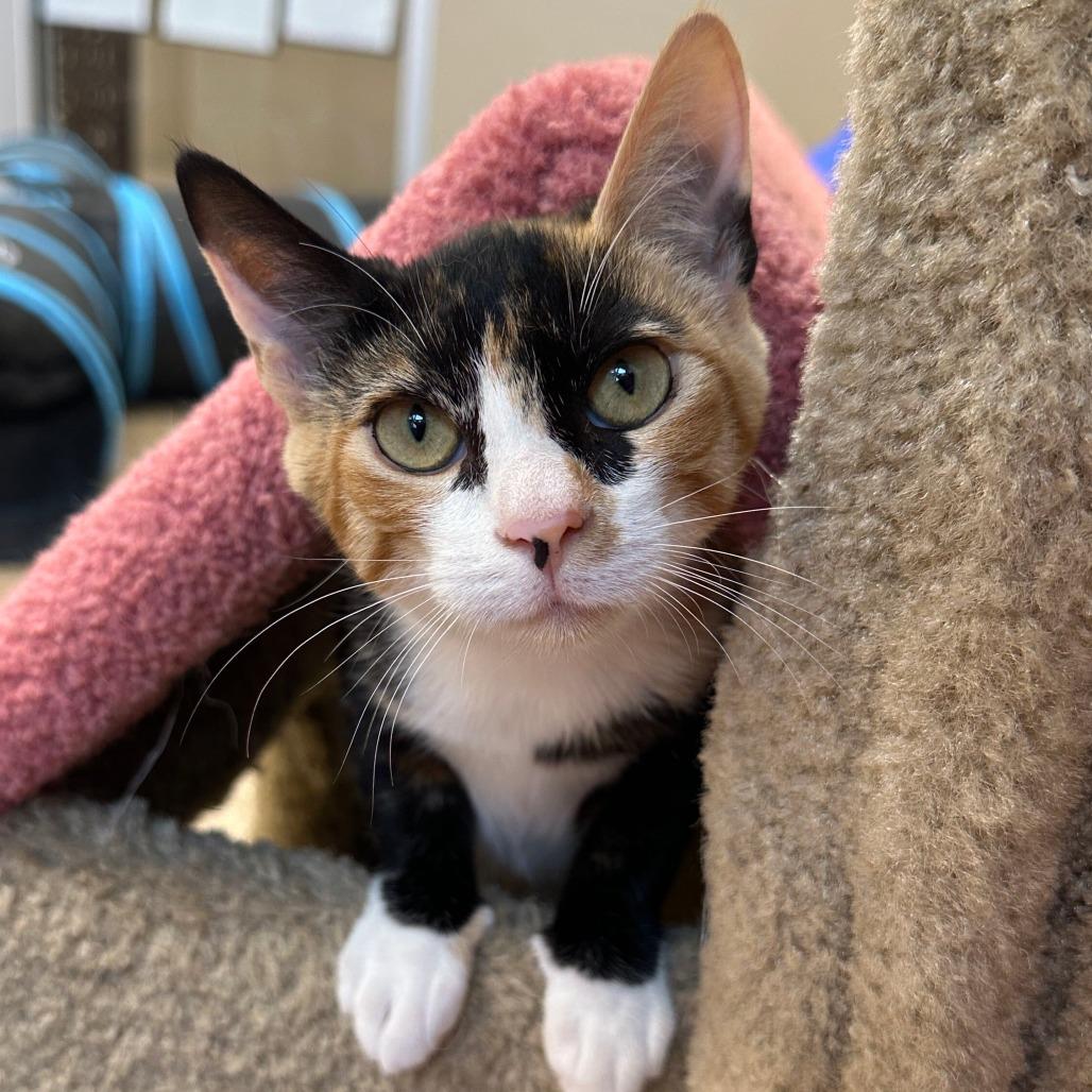 Enlarge Summer, a Adoptable Domestic Short Hair in Sonoma, CA image 3/5