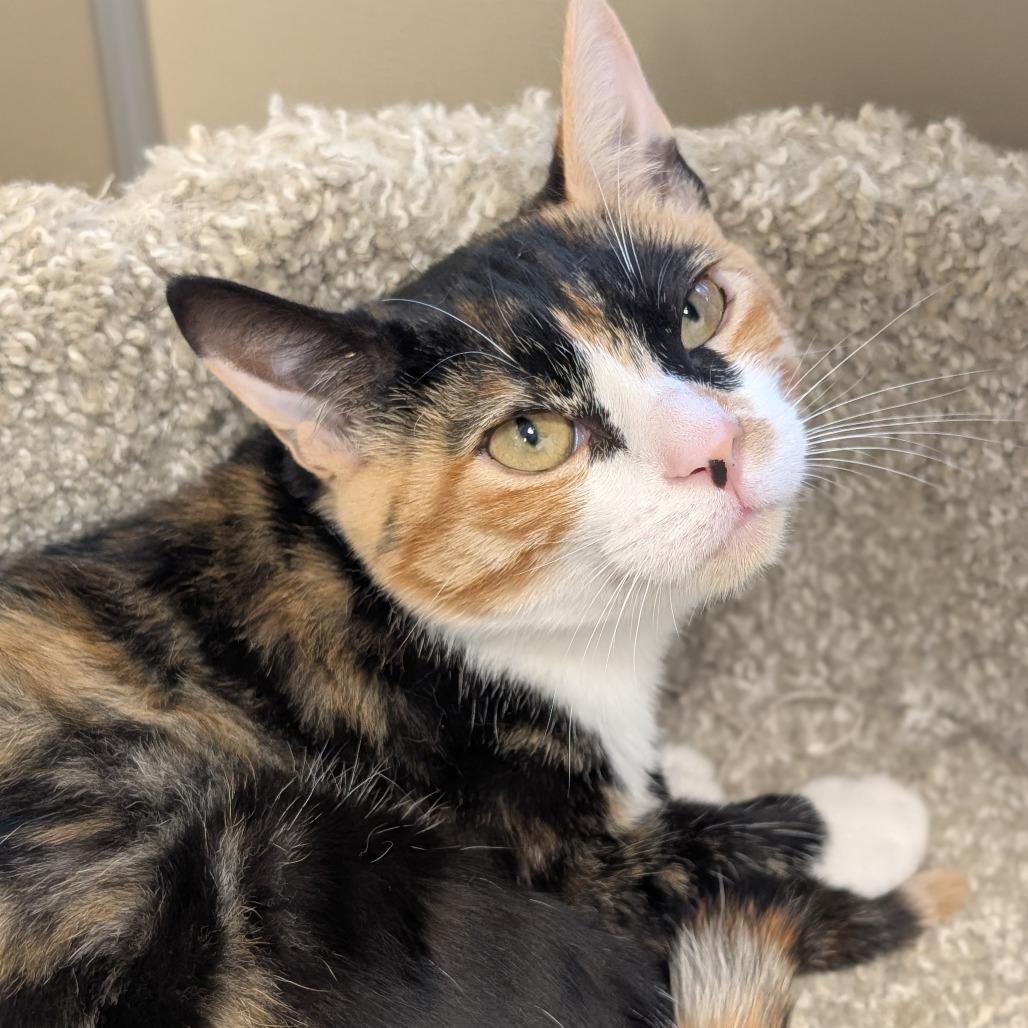 Enlarge Summer, a Adoptable Domestic Short Hair in Sonoma, CA image 4/5