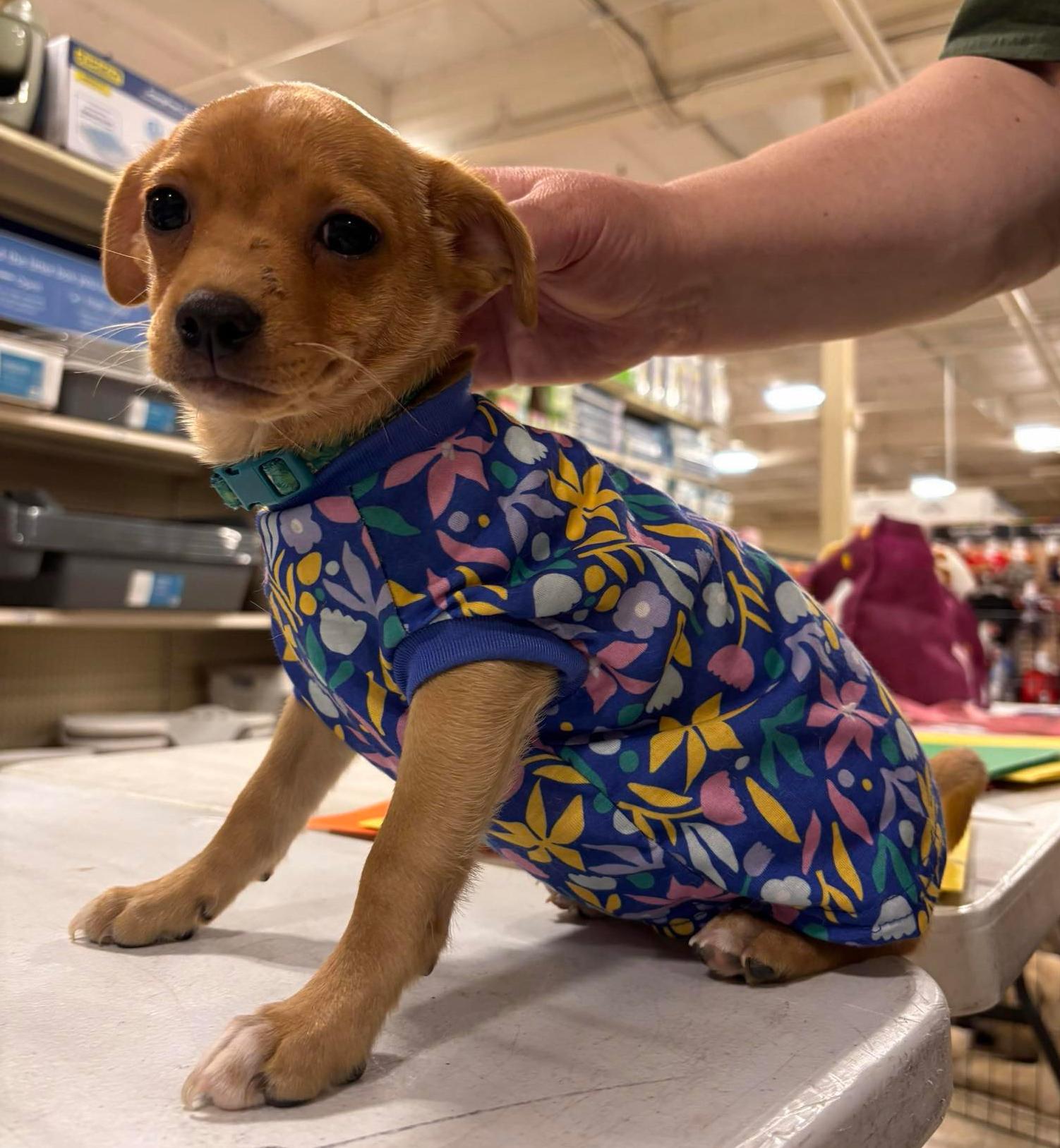 Rascal, Adoptable, Puppy Male Chihuahua.
