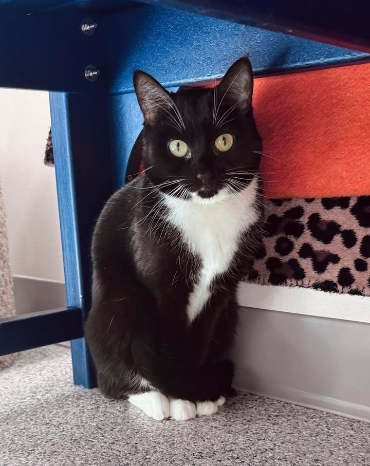 Enlarge Mina, a ADOPTABLE Domestic Short Hair in Cherryfield, ME image 1/1