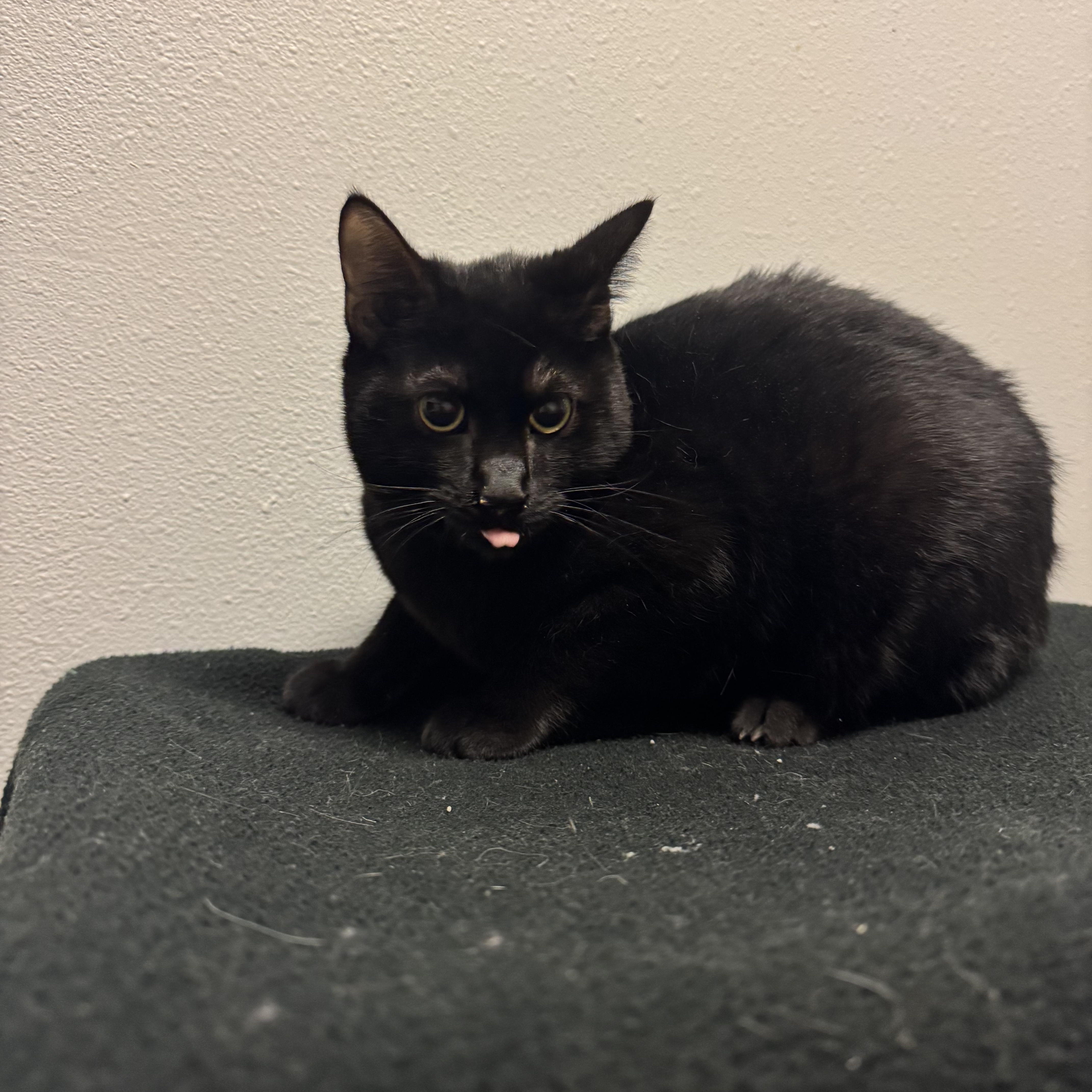 Bravo, ADOPTABLE, Adult Male Domestic Short Hair.