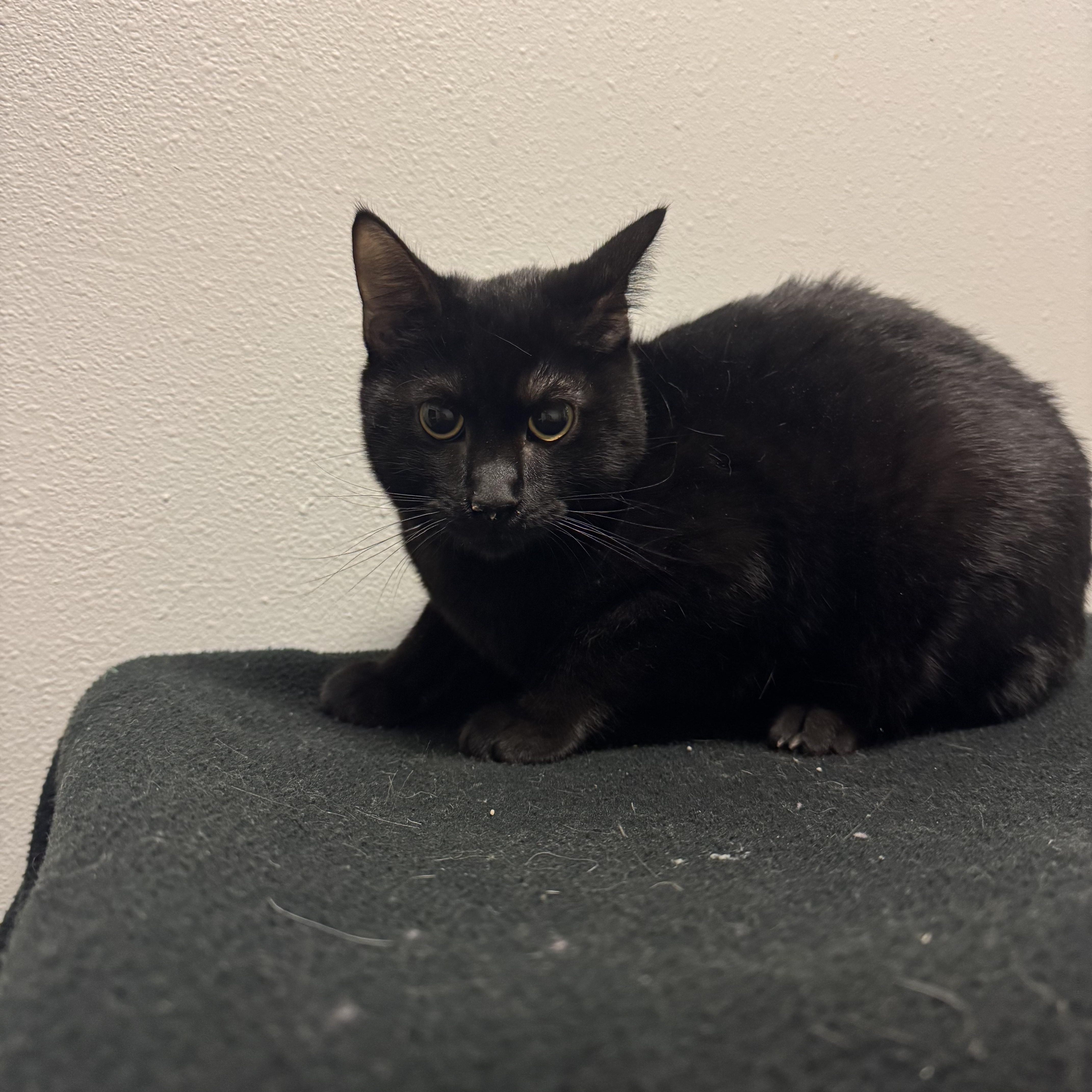 Enlarge Bravo, a ADOPTABLE Domestic Short Hair in Dodgeville, WI image 2/2