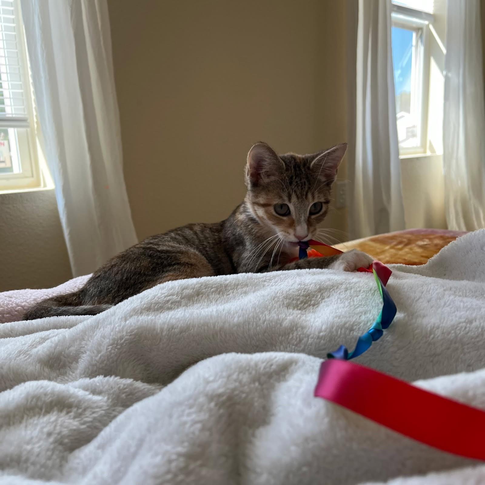 JASMINE, Adopted, Kitten Female Domestic Short Hair.