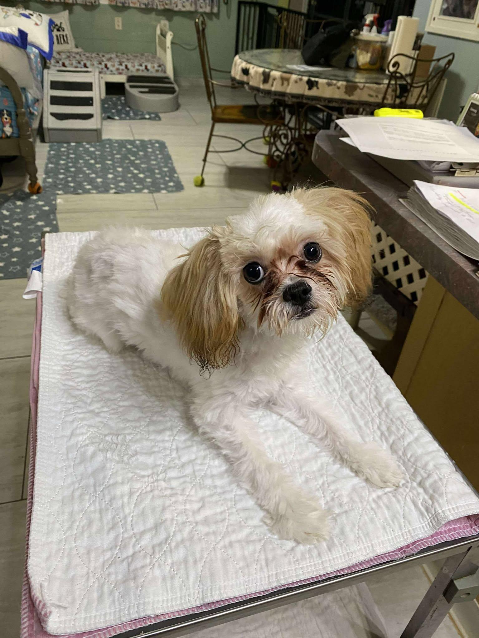 Enlarge Magdalene (NOT YET AVAILABLE), a Adoptable Shih Tzu in Benton, LA image 1/1