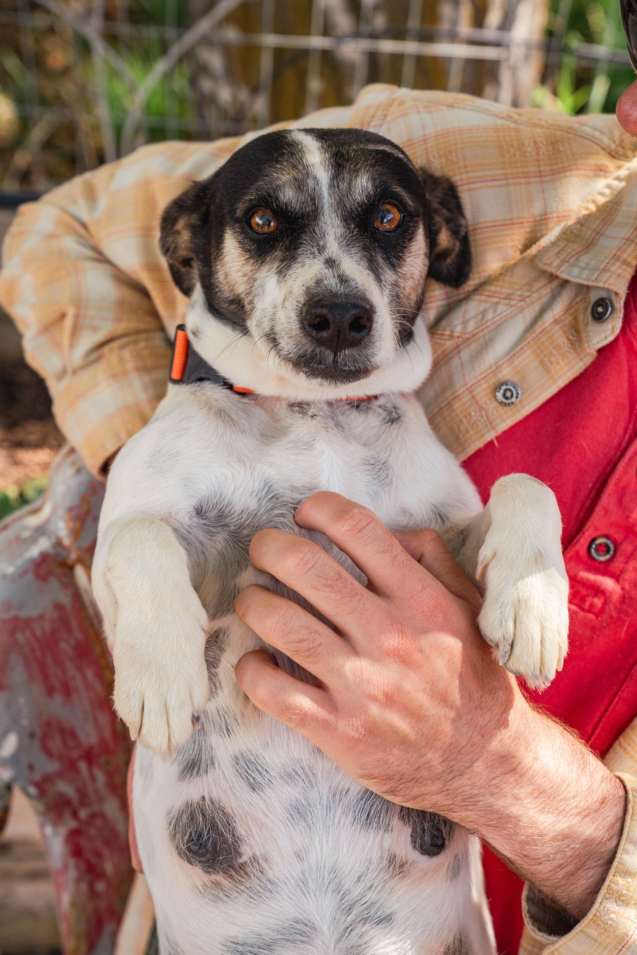 Enlarge Parfait, a ADOPTABLE mixed breed in Jackson, WY image 3/3