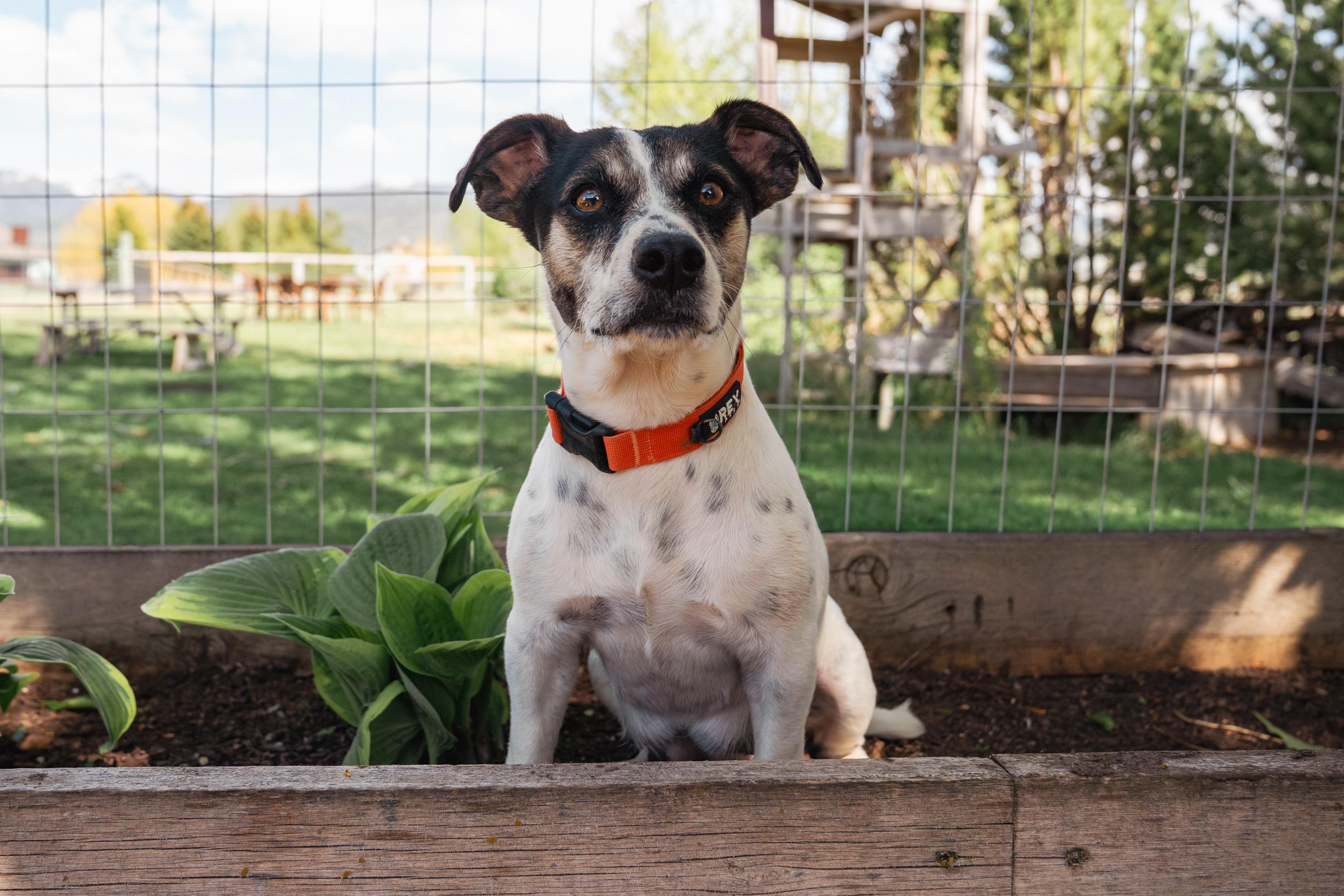 Enlarge Parfait, a ADOPTABLE mixed breed in Jackson, WY image 1/3