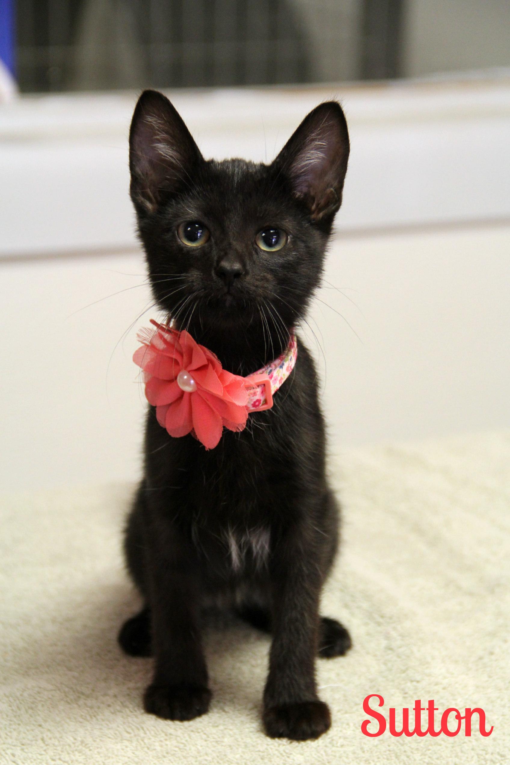 Enlarge Sutton, a ADOPTABLE Domestic Short Hair in Vinton, IA image 1/1