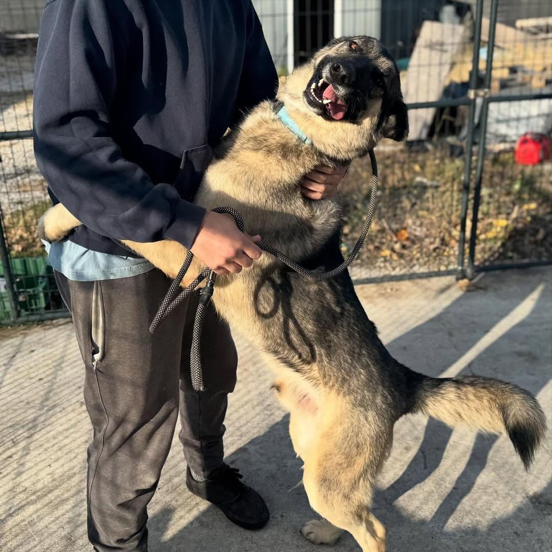 Enlarge Max, a Adopted German Shepherd Dog in Detroit, MI image 2/5