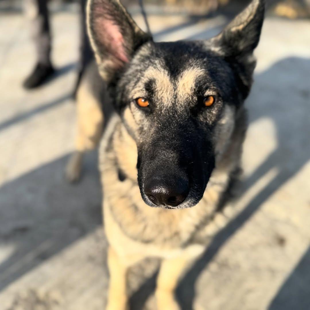 Enlarge Max, a Adopted German Shepherd Dog in Detroit, MI image 3/5