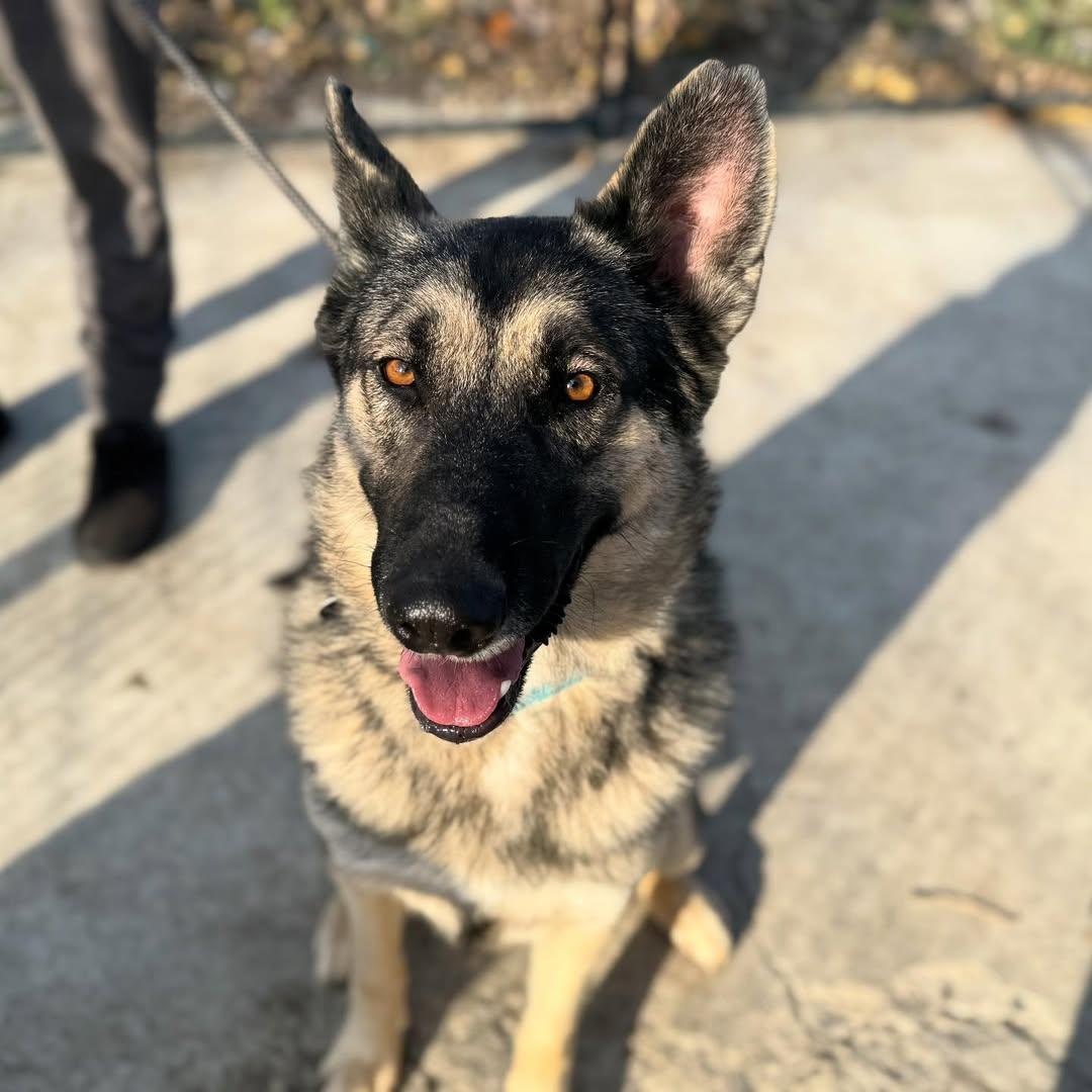 Enlarge Max, a Adopted German Shepherd Dog in Detroit, MI image 4/5