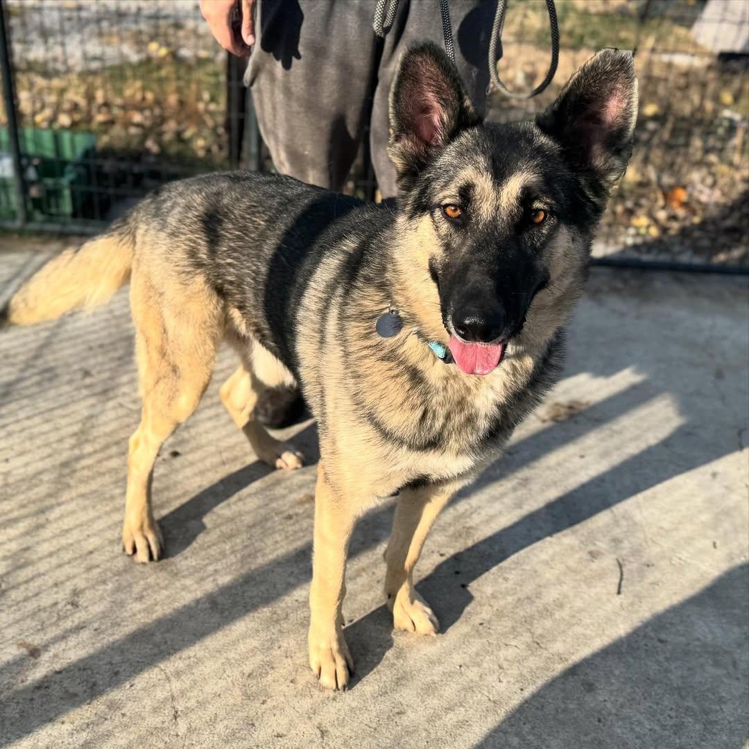 Enlarge Max, a Adopted German Shepherd Dog in Detroit, MI image 5/5
