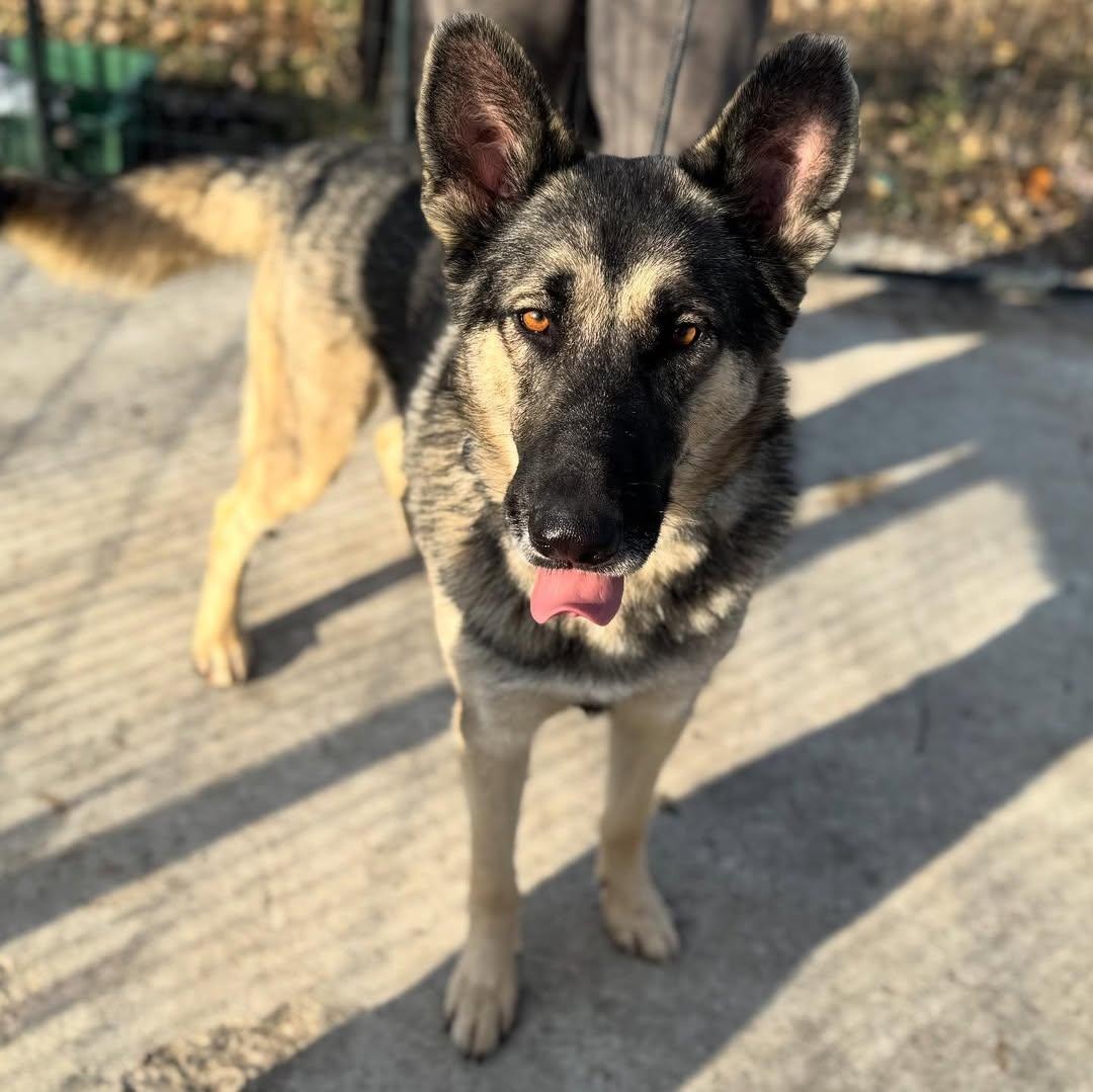 Max, Adopted, Adult Male German Shepherd Dog.