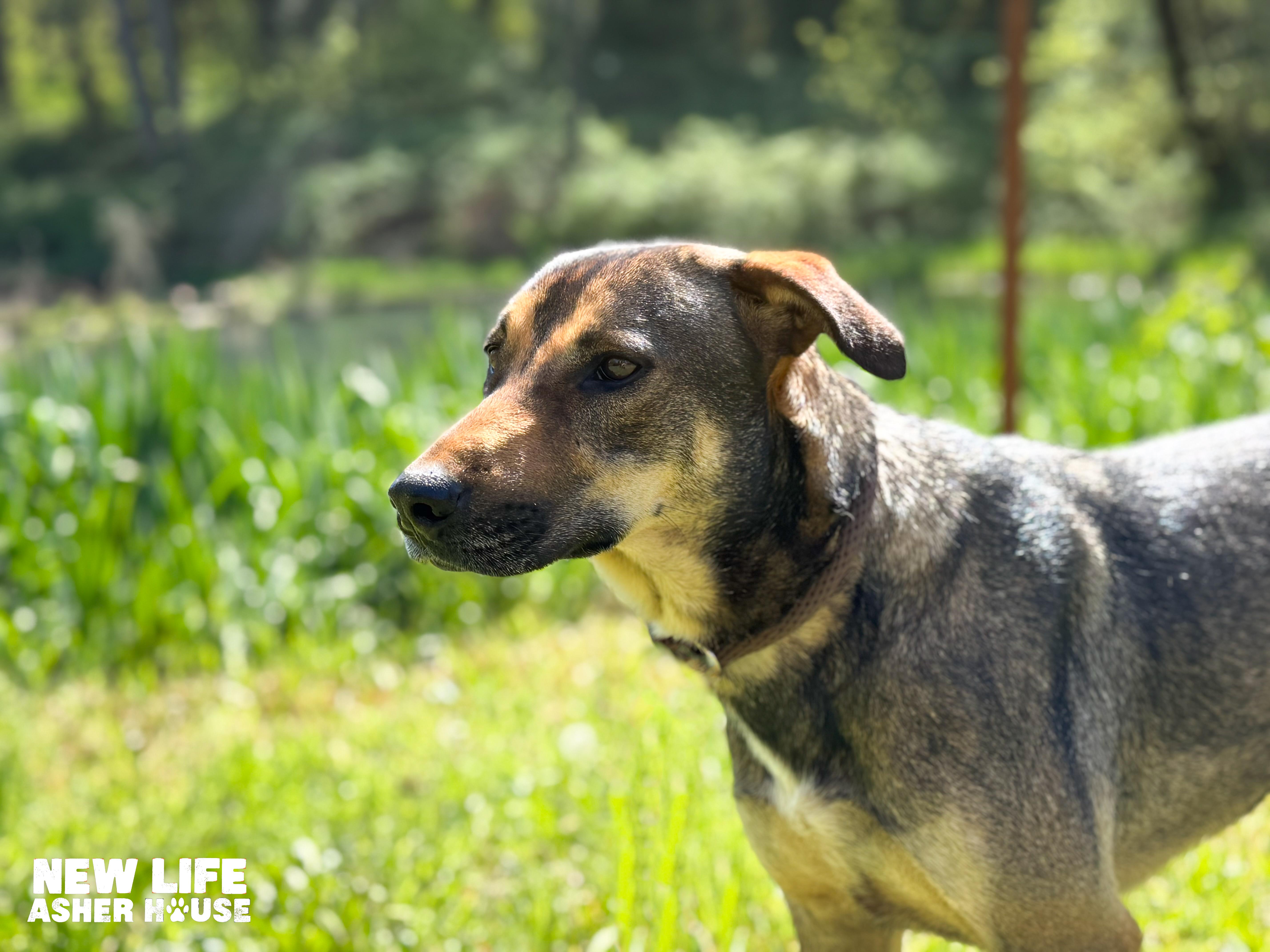 Lois, a Adoptable mixed breed in Portland, OR image 3/4