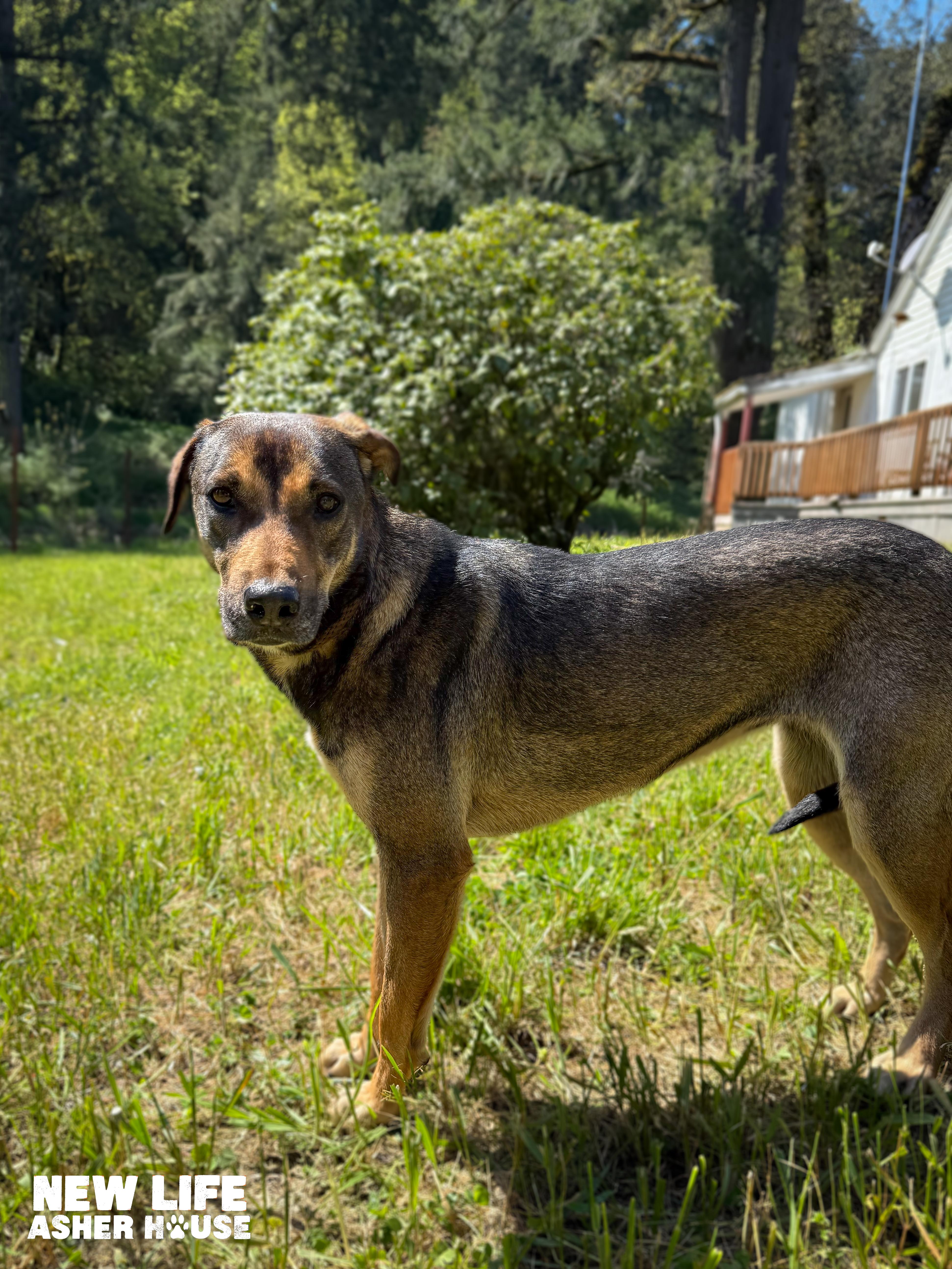 Lois, a Adoptable mixed breed in Portland, OR image 4/4