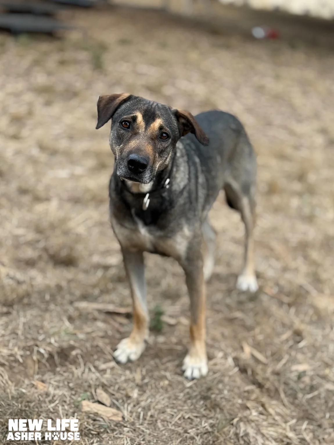 Lois, a Adoptable mixed breed in Portland, OR image 1/4