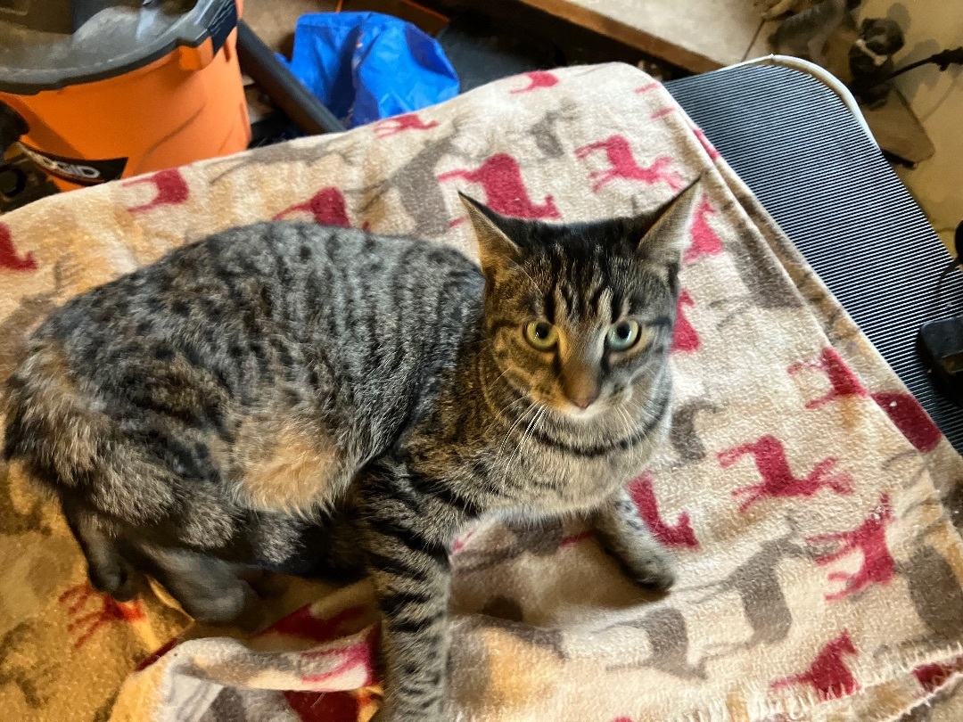 Enlarge Tigger (from Winnie the Pooh), a Adoptable Bengal in Olean , NY image 1/1