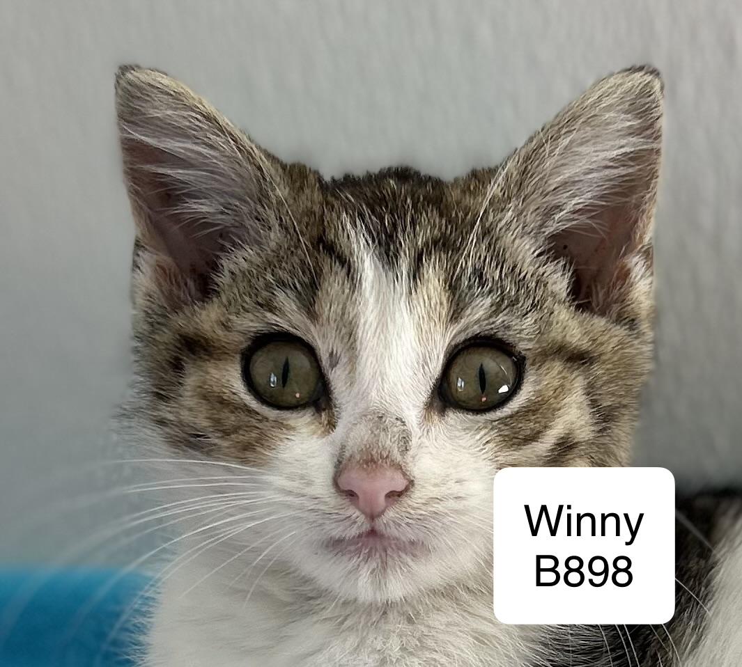 Winny, adopted, Kitten Female Domestic Short Hair.