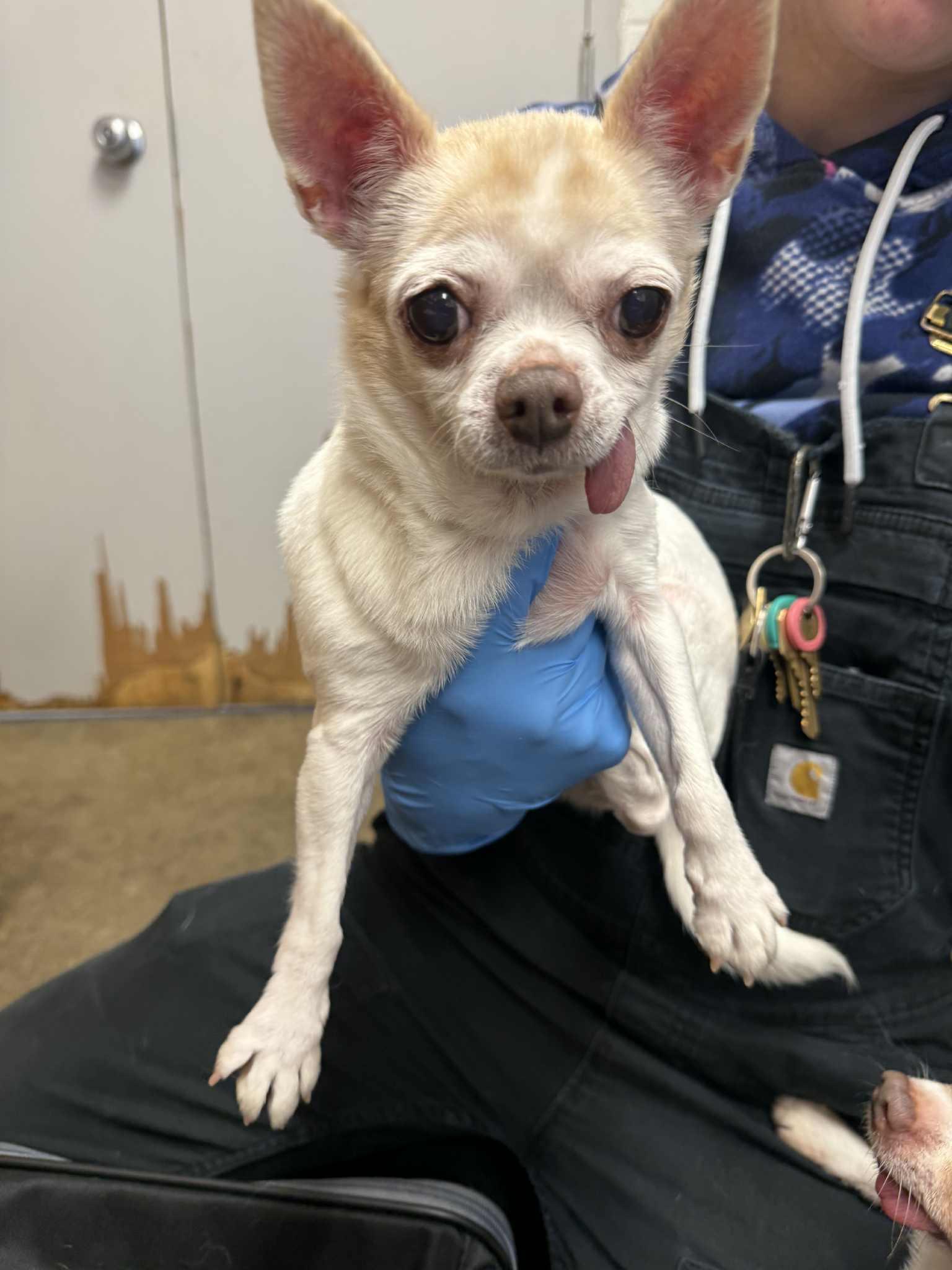 Patsy, an adopted Chihuahua in Grants Pass, OR image 3/3