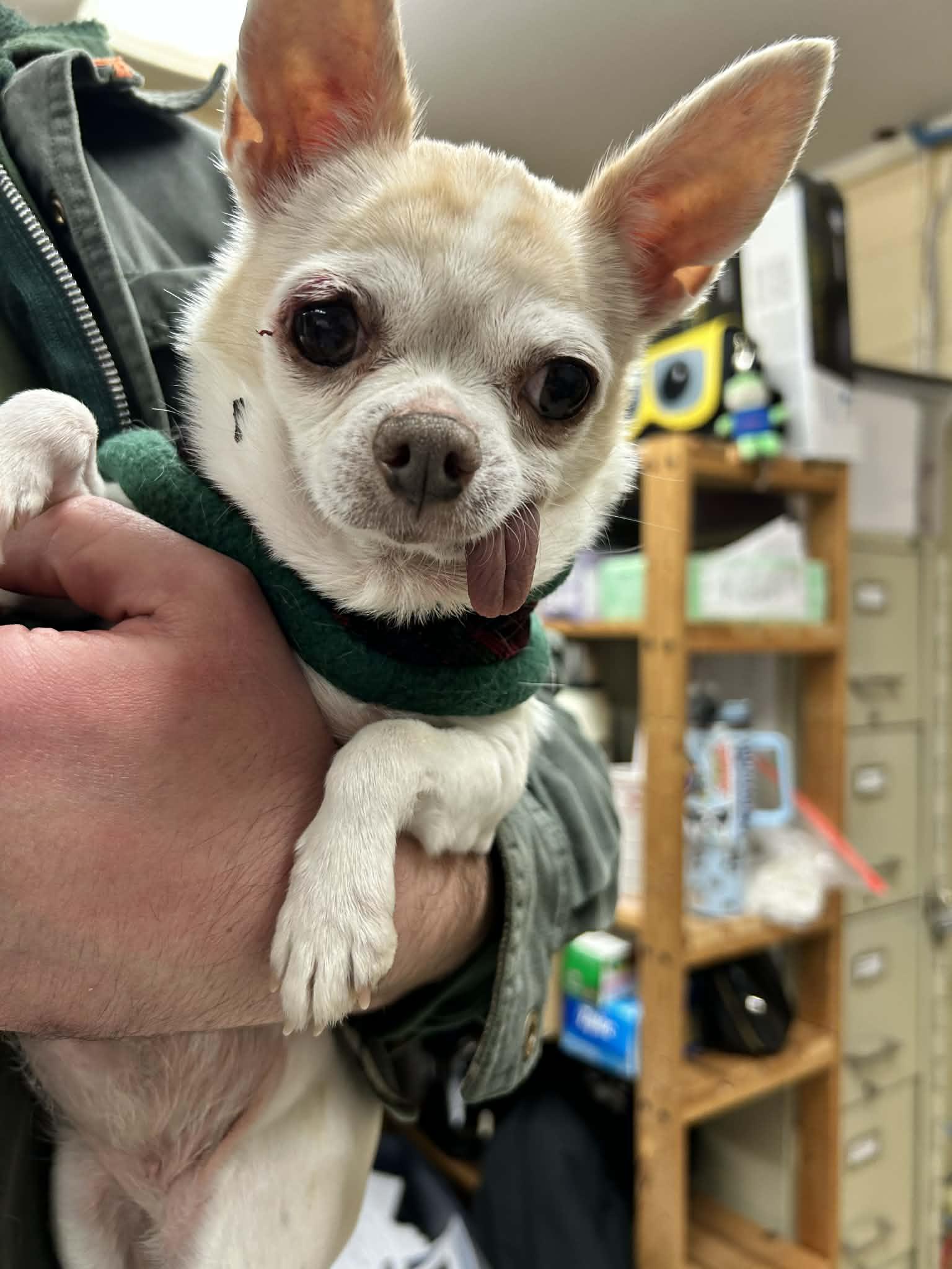 Patsy, an adopted Chihuahua in Grants Pass, OR image 1/3