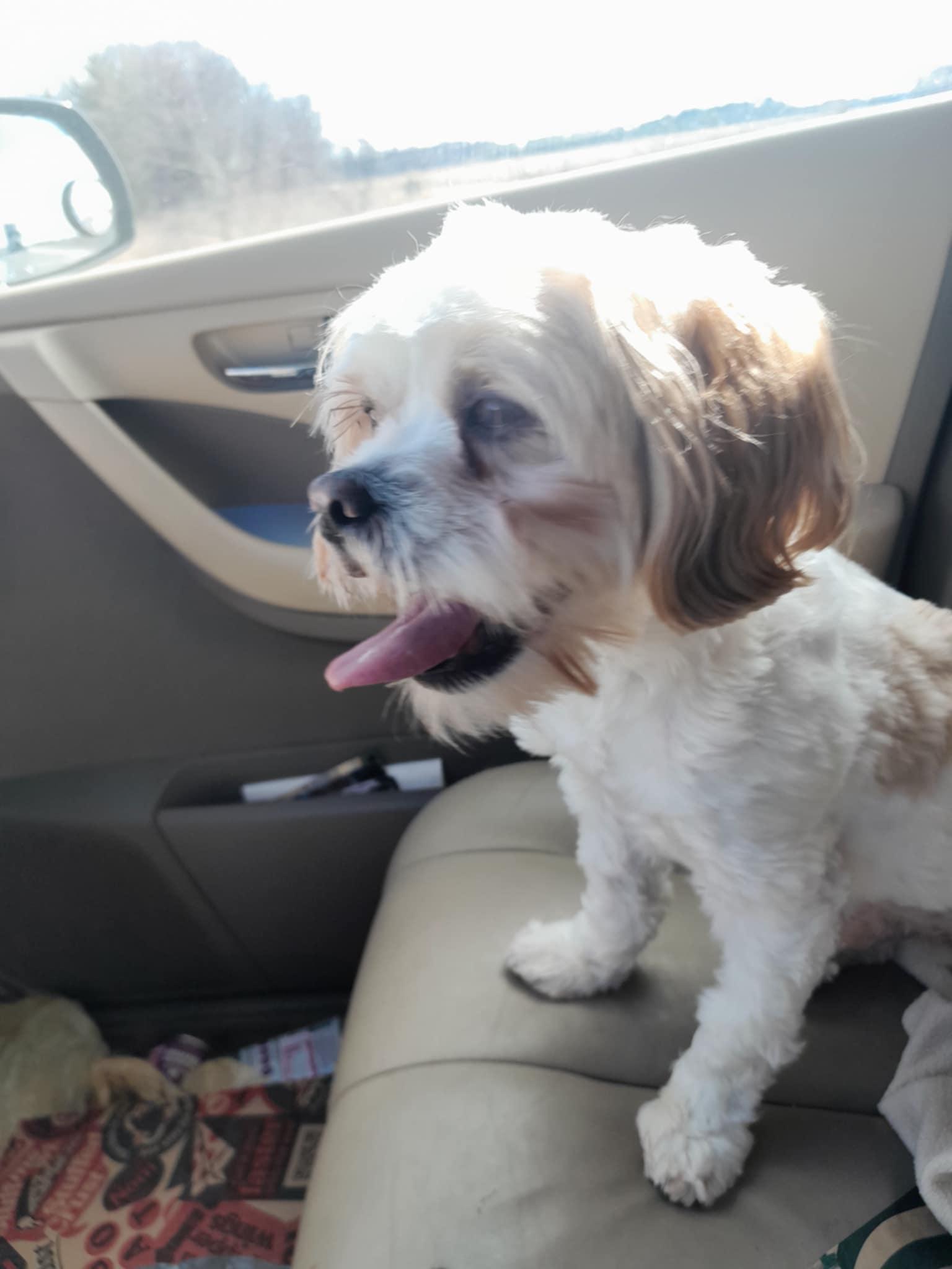 Mocha - Richmond, Young Male Maltese