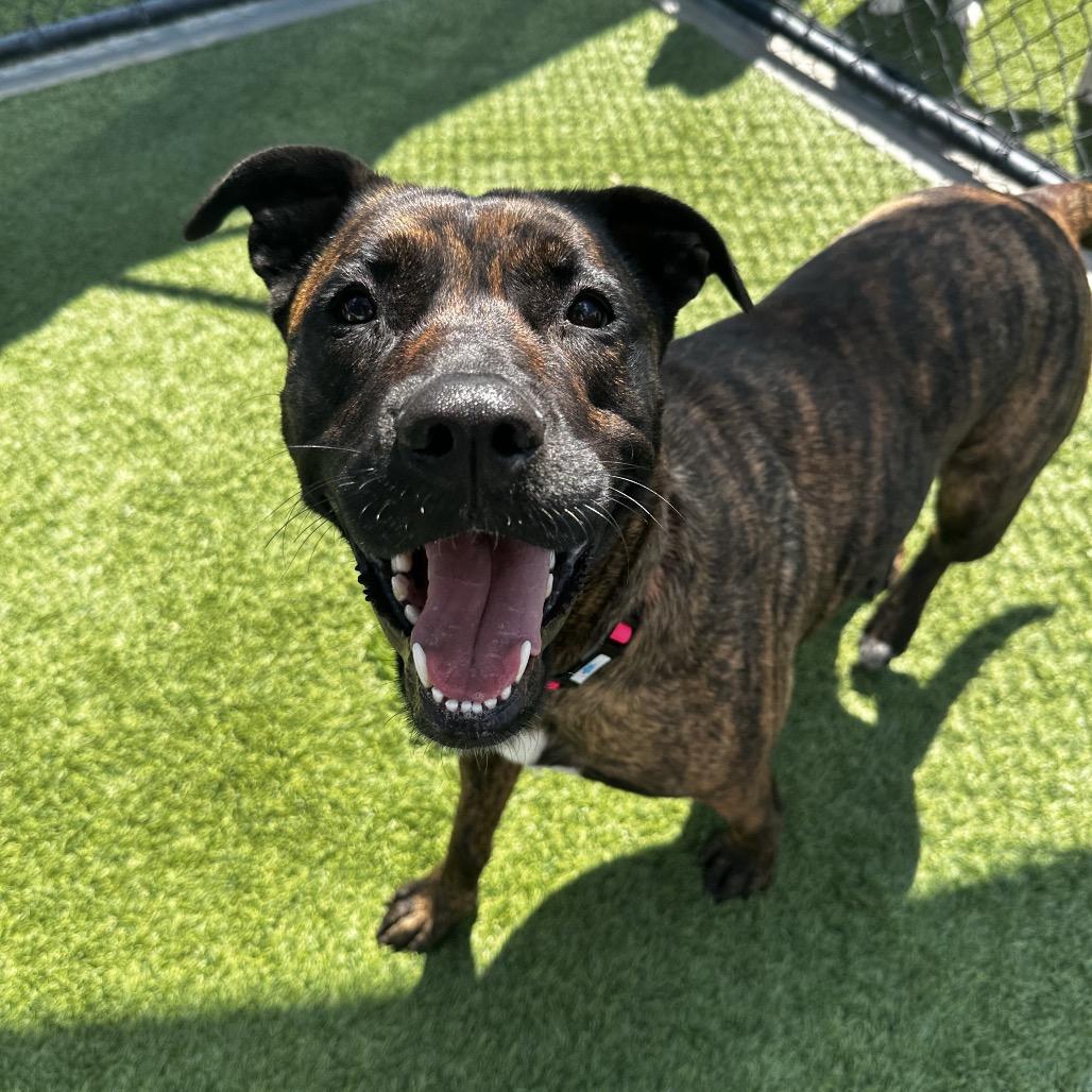 Enlarge Lucy A2190384, a Adoptable Pit Bull Terrier in Mission Hills, CA image 1/6