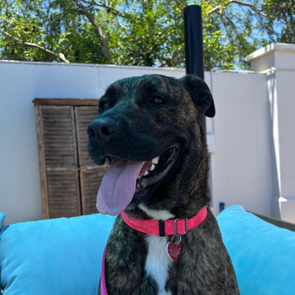 Enlarge Lucy A2190384, a Adoptable Pit Bull Terrier in Mission Hills, CA image 2/6