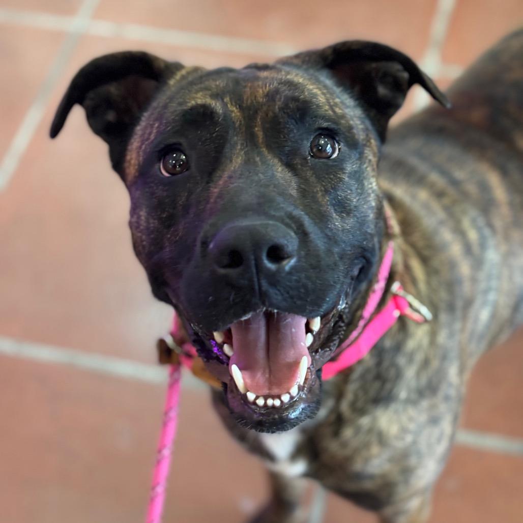 Enlarge Lucy A2190384, a Adoptable Pit Bull Terrier in Mission Hills, CA image 3/6