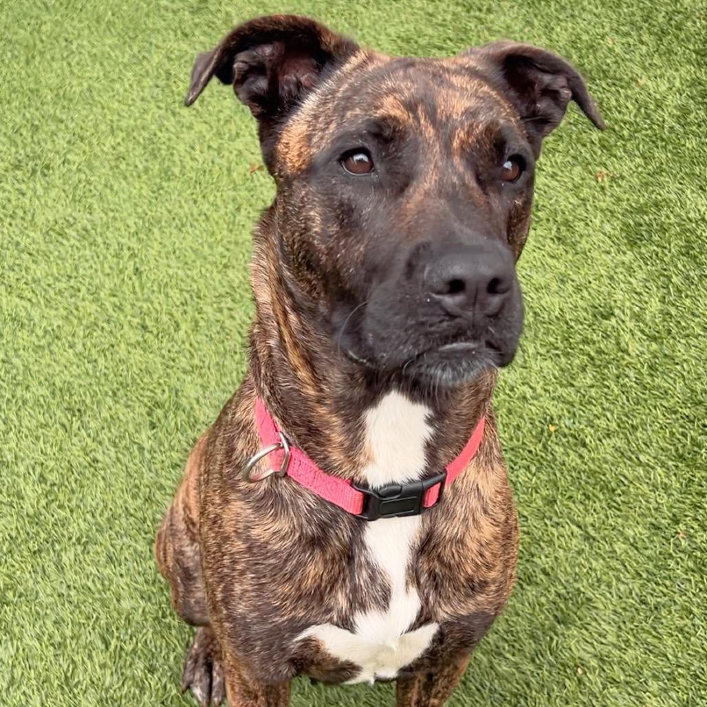 Enlarge Lucy A2190384, a Adoptable Pit Bull Terrier in Mission Hills, CA image 4/6