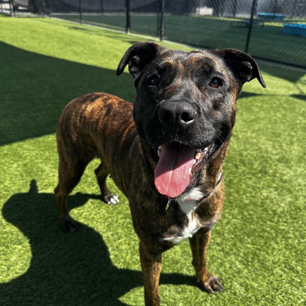 Enlarge Lucy A2190384, a Adoptable Pit Bull Terrier in Mission Hills, CA image 5/6