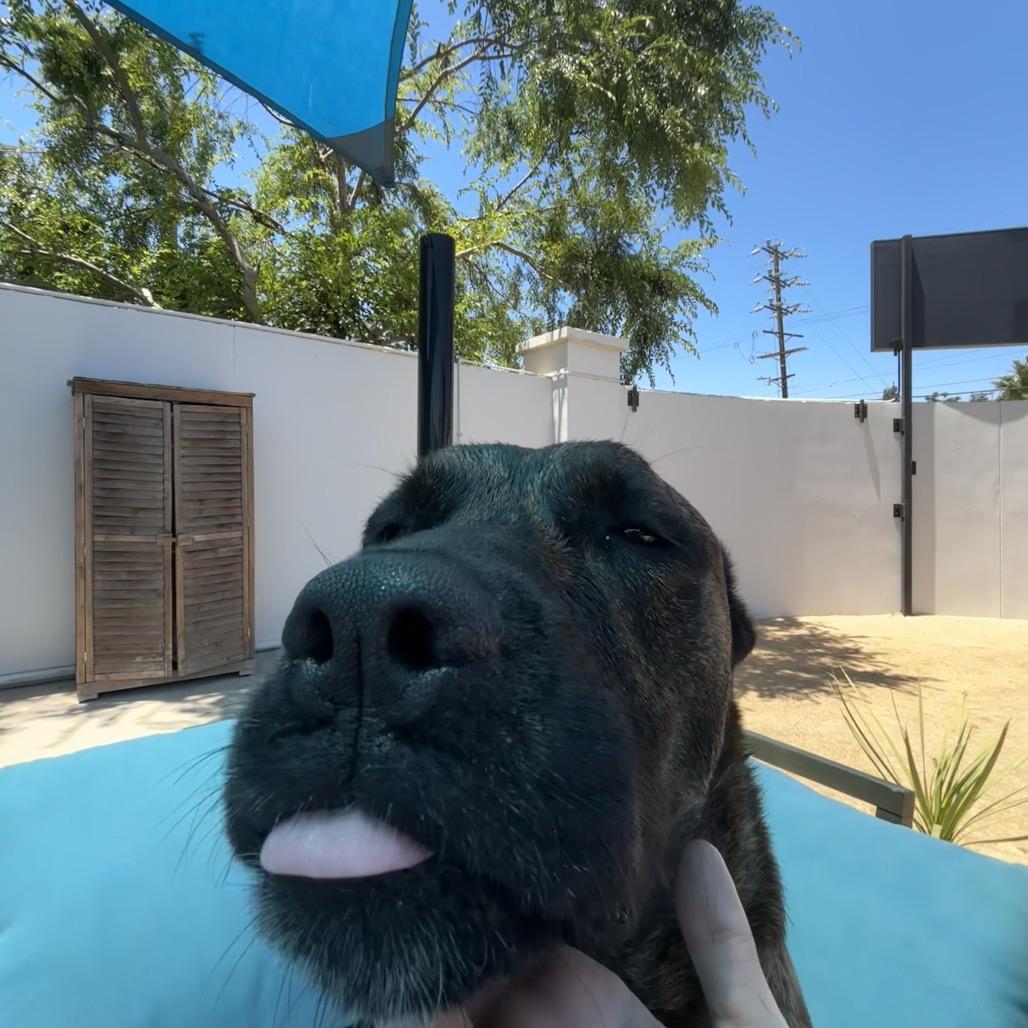 Enlarge Lucy A2190384, a Adoptable Pit Bull Terrier in Mission Hills, CA image 6/6