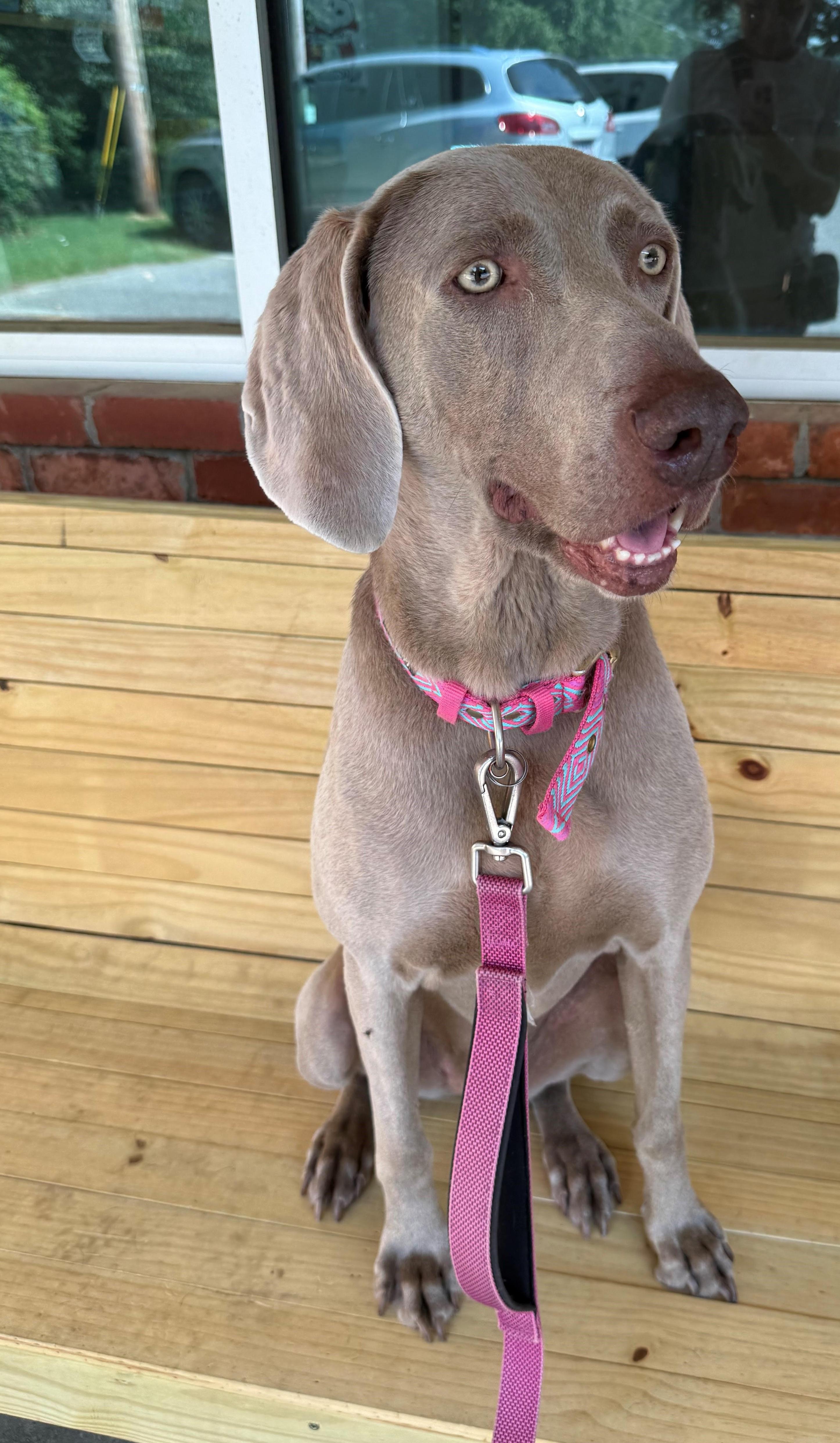 Enlarge Lilly, an adopted Weimaraner in St. Louis, MO image 2/3