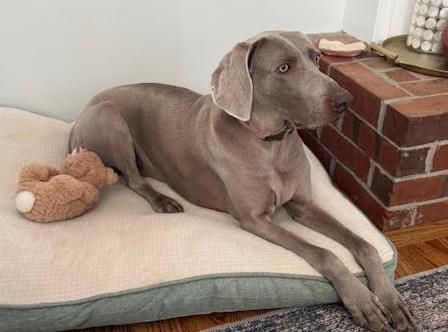 Enlarge Lilly, an adopted Weimaraner in St. Louis, MO image 3/3