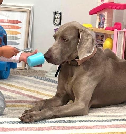 Enlarge Lilly, an adopted Weimaraner in St. Louis, MO image 1/3