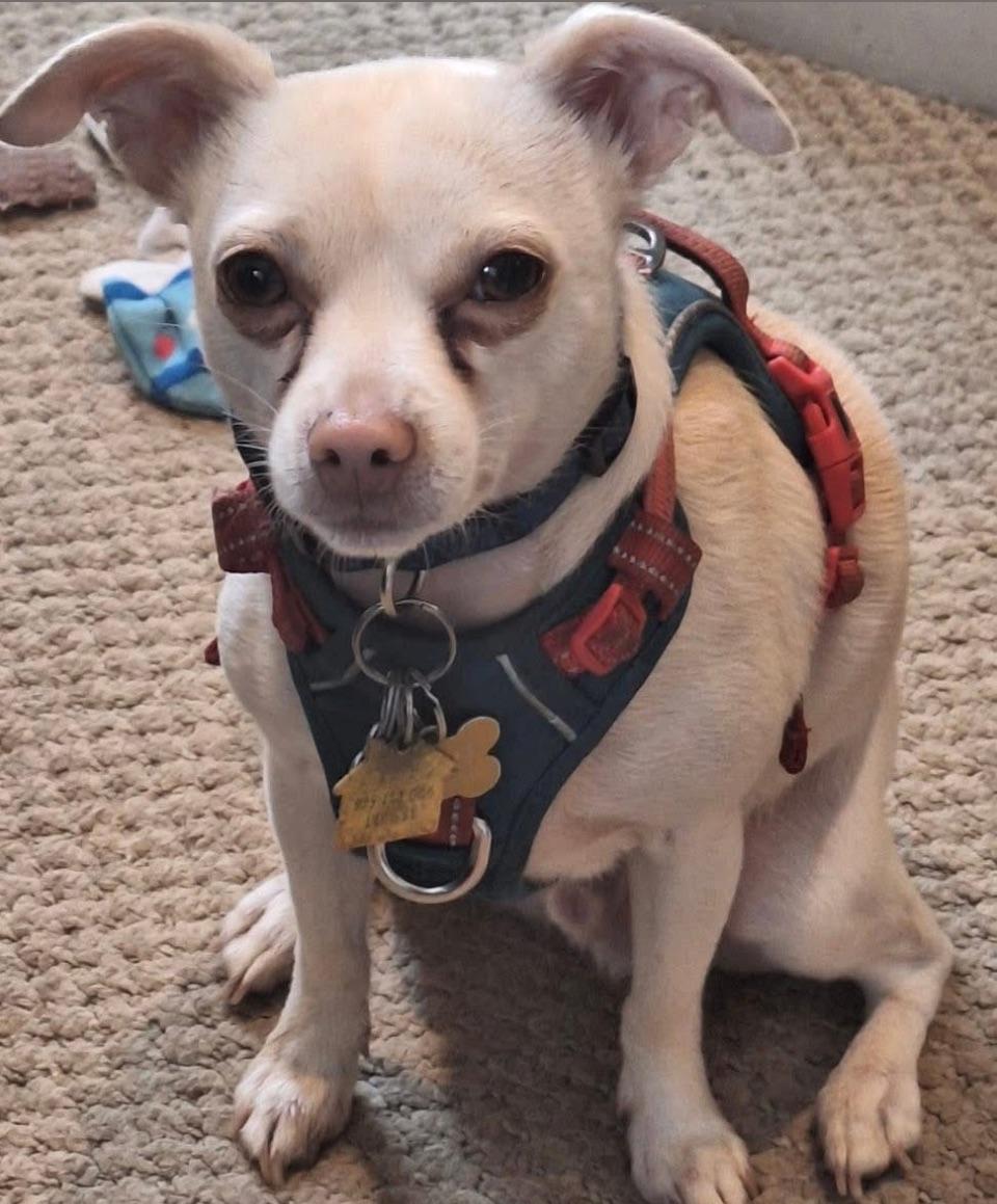 Noah, Adult Male Chihuahua