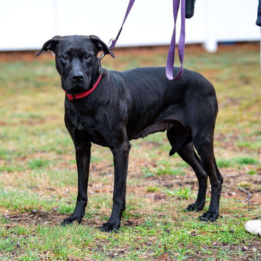 Enlarge Cece, a Adoptable Mixed Breed in Kennebunk, ME image 1/4